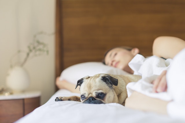 Žena spiaca v posteli so psom